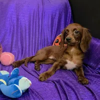 KING   SILKY  RED  PUP, a male Cavapoo and Cavalier King Charles Spaniel for sale in Bettendorf, IA – Photo 2 of 3