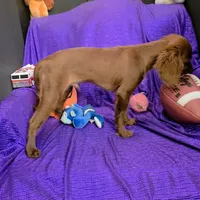 KING   SILKY  RED  PUP, a male Cavapoo and Cavalier King Charles Spaniel for sale in Bettendorf, IA – Photo 3 of 3