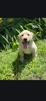 Lily, a female Labrador Retriever for sale in Earlville, IA – 1 of 3