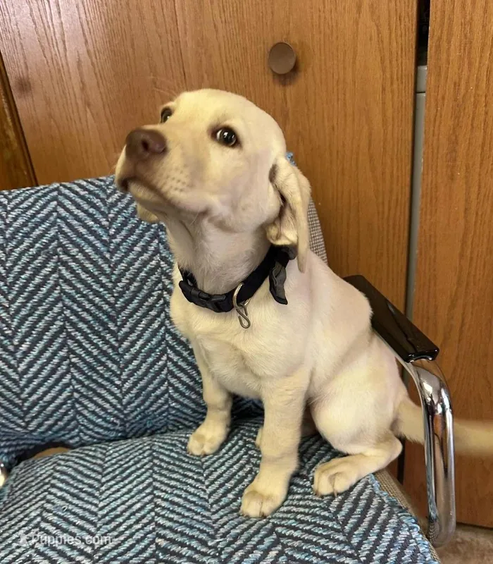 Ruby – Labrador Retriever puppy for sale in Earlville, IA