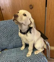 Ruby, a female Labrador Retriever for sale in Earlville, IA – 1 of 2