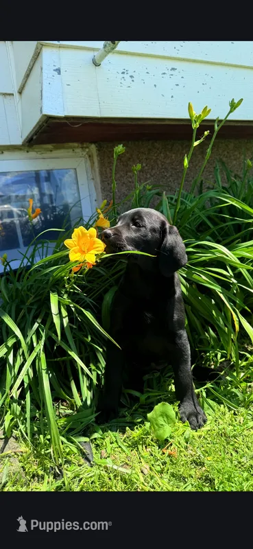 Bella – Labrador Retriever puppy for sale in Earlville, IA