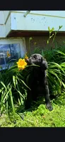 Bella, a female Labrador Retriever for sale in Earlville, IA – 1 of 2