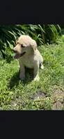 Lily, a female Labrador Retriever for sale in Earlville, IA – 2 of 3