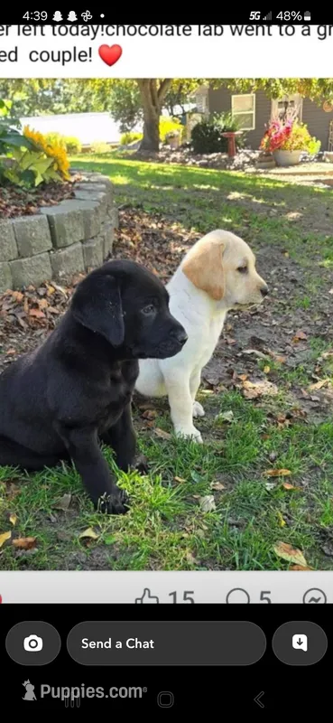 Remi – Labrador Retriever puppy for sale in Earlville, IA