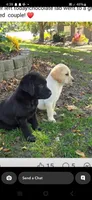 Remi, a male Labrador Retriever for sale in Earlville, IA – 1 of 2