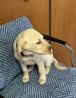 Ruby, a female Labrador Retriever for sale in Earlville, IA – 2 of 2