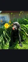 Bella, a female Labrador Retriever for sale in Earlville, IA – 2 of 2