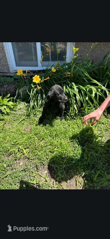 Luna – Labrador Retriever puppy for sale in Earlville, IA