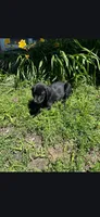 Luna, a female Labrador Retriever for sale in Earlville, IA – 2 of 2