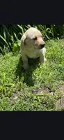 Remi, a male Labrador Retriever for sale in Earlville, IA – 2 of 2