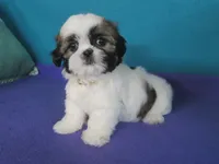 Sarah, a female Shih Tzu for sale in Phelan, CA – 2 of 5