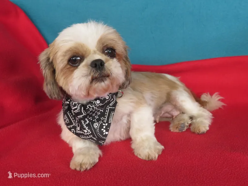JIN JOO – Shih Tzu puppy for sale in Phelan, CA