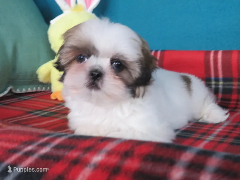 Gracia – Shih Tzu puppy for sale in Phelan, CA