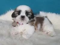 Rosy, a female Shih Tzu for sale in Phelan, CA – 3 of 3