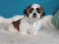 Dolssoe, a male Shih Tzu for sale in Phelan, CA – 4 of 4