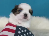 Rocky, a male Shih Tzu for sale in Phelan, CA – 3 of 5