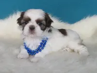 Mila, a female Shih Tzu for sale in Phelan, CA – 3 of 4