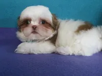 Lyric, a female Shih Tzu for sale in Phelan, CA – 2 of 4