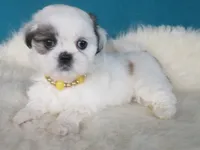Luna, a female Shih Tzu for sale in Phelan, CA – 3 of 4