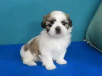 Rocky, a male Shih Tzu for sale in Phelan, CA – Photo 2 of 4