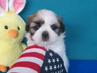 Rocky, a male Shih Tzu for sale in Phelan, CA – Photo 3 of 4