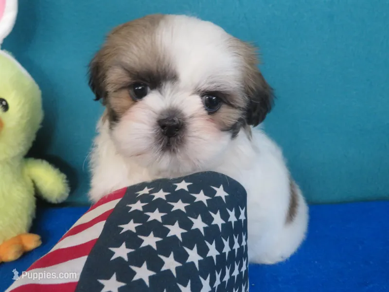 Gracia – Shih Tzu puppy for sale in Phelan, CA