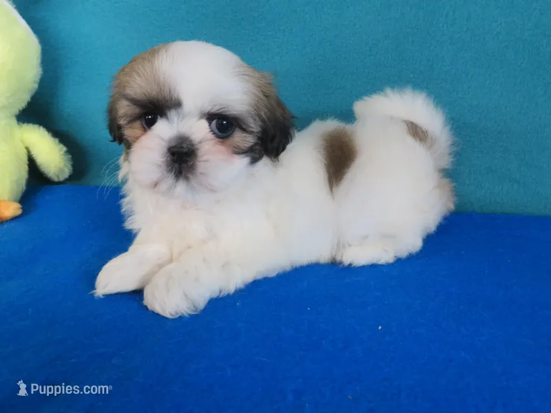 Gracia – Shih Tzu puppy for sale in Phelan, CA