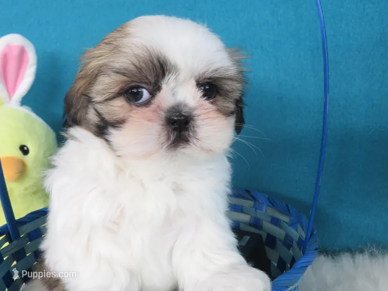 Gracia – Shih Tzu puppy for sale in Phelan, CA