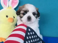 Rocky, a male Shih Tzu for sale in Phelan, CA – Photo 1 of 4