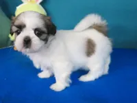 Rocky, a male Shih Tzu for sale in Phelan, CA – Photo 4 of 4