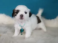 JIN JOO, a female Shih Tzu for sale in Phelan, CA – 3 of 3