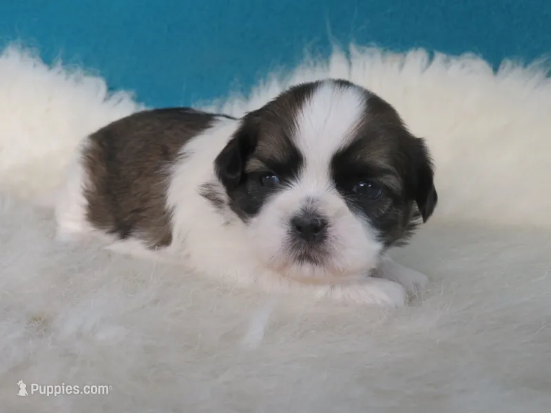 Stella – Shih Tzu puppy for sale in Phelan, CA