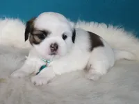 JIN JOO, a female Shih Tzu for sale in Phelan, CA – 2 of 3