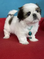 Ccomi , a female Shih Tzu for sale in Phelan, CA – 2 of 4