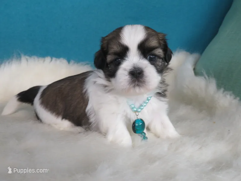 Stella – Shih Tzu puppy for sale in Phelan, CA