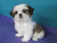 Rocky, a male Shih Tzu for sale in Phelan, CA – 4 of 4