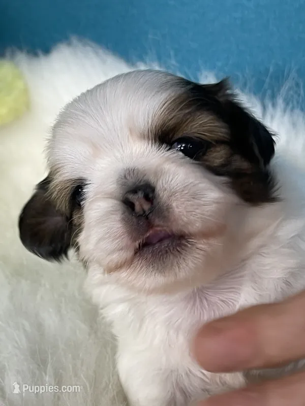 Lilly – Shih Tzu puppy for sale in Phelan, CA