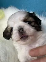 Lilly, a female Shih Tzu for sale in Phelan, CA – 1 of 4