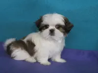 Rocky, a male Shih Tzu for sale in Phelan, CA – 2 of 4