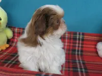 Rocky, a male Shih Tzu for sale in Phelan, CA – 3 of 4
