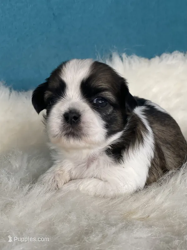 Stella – Shih Tzu puppy for sale in Phelan, CA