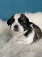 Stella, a female Shih Tzu for sale in Phelan, CA – 1 of 3
