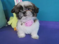 Bella, a female Shih Tzu for sale in Phelan, CA – 3 of 5