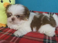 Rocky, a male Shih Tzu for sale in Phelan, CA – 4 of 4