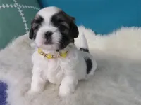 Betty, a female Shih Tzu for sale in Phelan, CA – 2 of 4