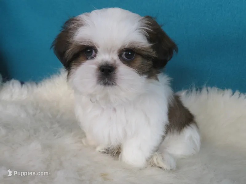 Parker – Shih Tzu puppy for sale in Phelan, CA