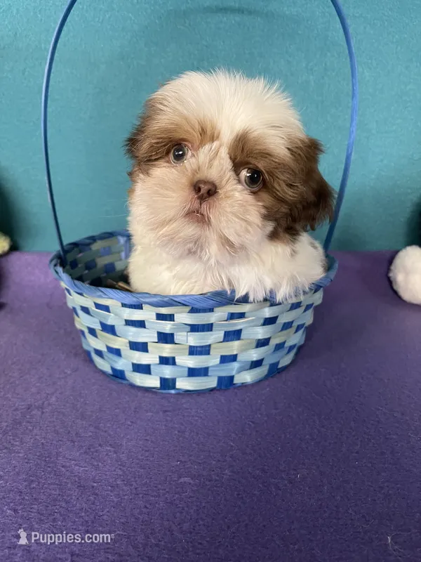 Rocky – Shih Tzu puppy for sale in Phelan, CA