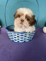 Rocky, a male Shih Tzu for sale in Phelan, CA – 4 of 4