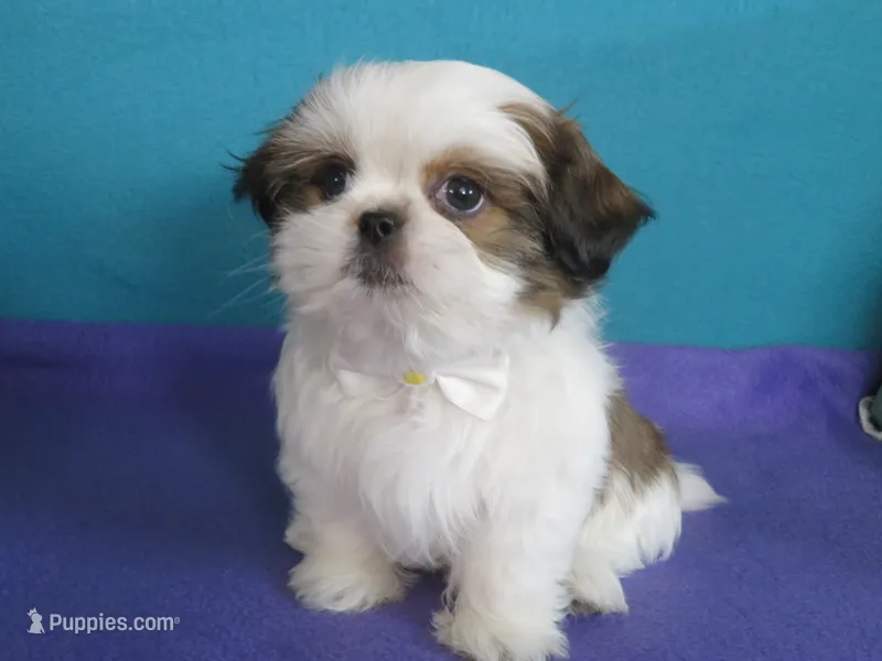 Rocky – Shih Tzu puppy for sale in Phelan, CA